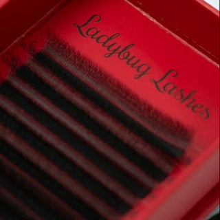 W Lashes – Mixed Tray